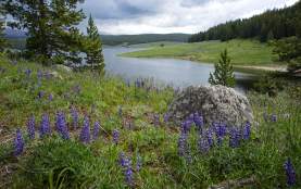 purple wildflowers on the bank of a lake