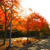 Best Places to See Fall Colors in Renton