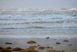 What is Sargassum?