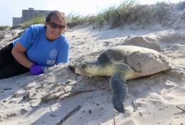 Sea Turtle Nesting Season in Port Aransas