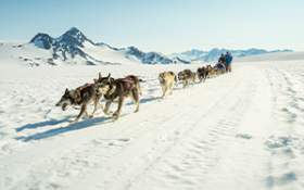 Dog Sledding