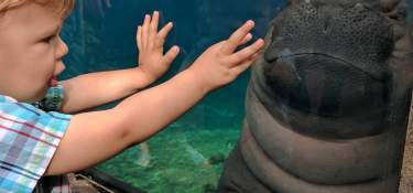 Child meeting Fiona the Hippo at Cincinnati Zoo