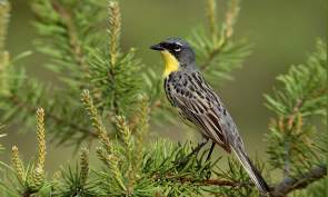 Kirtland's Warbler Tours