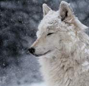 Howl with the Wolves