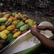 Chocolate Route: Exploring the Taste of the Dominican Republic