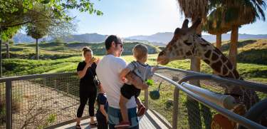Giraffe feeding at The Living Desert Zoo and Gardens