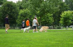 Dog Walking