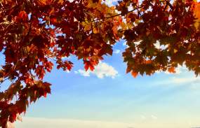Red fall leaves against the backdrop of the Hudson River.
