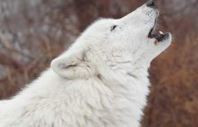 A white wolf lifts its head to howl.