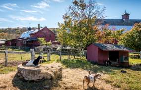 Goats at Muscoot Farm