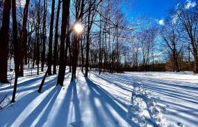 A snow covered pathway winds through the woods.