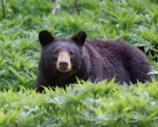 Vacationing In Bear Country? What To Know Before You Go