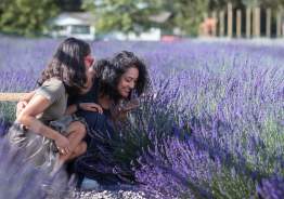 Milan Lavender Harvest Festival