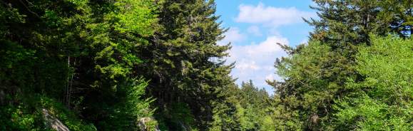 Scenic drive thru the Smokies