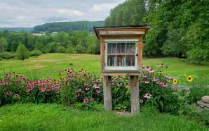 Little Free library Summer Flowers Landscape