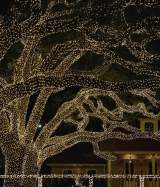 Oak Tree Christmas Lights