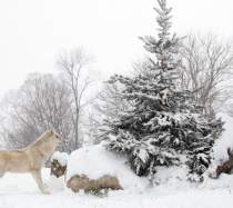 Greater Lafayette Winter Adventures List