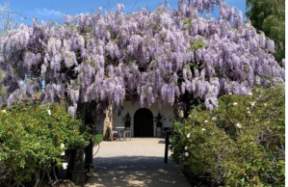 Wisteria archway