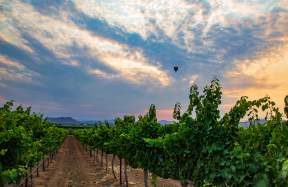 Sunrise over the vineyards