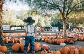 A young boy stands among pumpkins in a pumkin patch