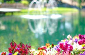 Colorful flowers and a fountain at Vitagliano Winery, close-up