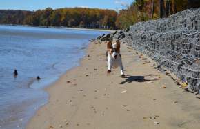 Dog-Friendly Spots In Prince William, VA