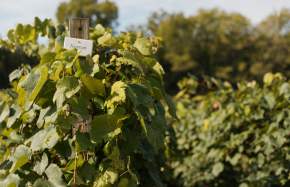 The Finale of the 2026 Norton Wine Tour