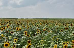 Sunshine, Sunflowers & Summer Memories at Burnside Farms