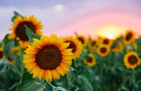 Burnside's Sunflower Festival is Back!