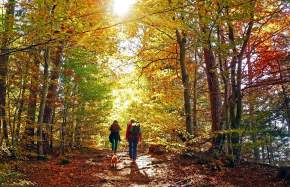 Peak Fall Foliage in Prince William, Virginia: Where to See the Best Colors
