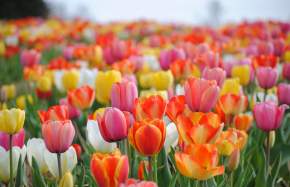 2021 Festival of Spring at Burnside Farms