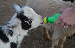 Little Goat Farm at the Lake