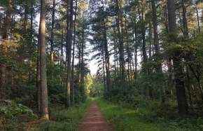 Conway Robinson State Forest