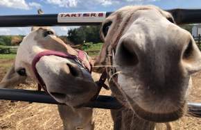 Hope & Serenity Farm Sanctuary