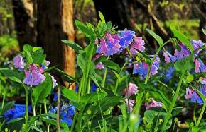 Merrimac Farm Wildlife Management Area