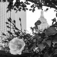 A close up of flowers with the Tulsa skyline as a backdrop.