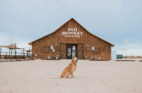 Golden Retriever posing in front of Sad Monkey Mercantile Building in Canyon, Texas