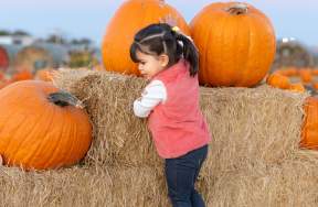 Toddler climbing on haystacks with pumpkins at maxwell's pumpkin farm in amarillo texas