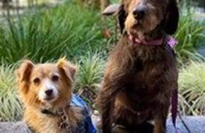 A Guide to Dog-Friendly Restaurants and Wineries in Gilroy