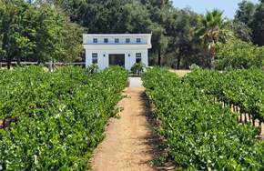 March Music and Food at Cinnabar Winery
