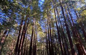 Mt Madonna County Park