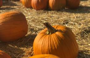 Pumpkin Patch