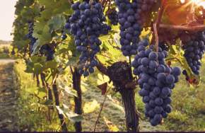 Sunset Stroll in the Vines