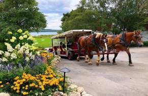Horse-drawn carriage options: Public tour vs. private tour