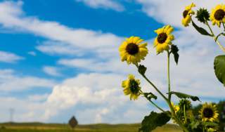 sunflowers