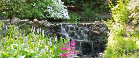 Flowers and a waterfall in Clyne Gardens