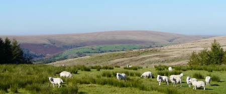 Sheep in the countryside