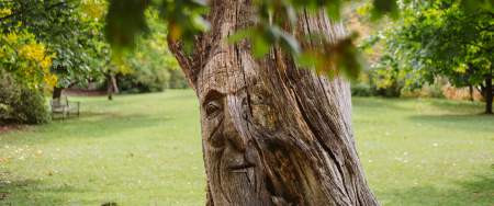 Storytelling tree in Clyne Gardens