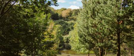 An overview shot of Penellegaer Woods