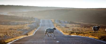 Sleep crossing a road in Gower
